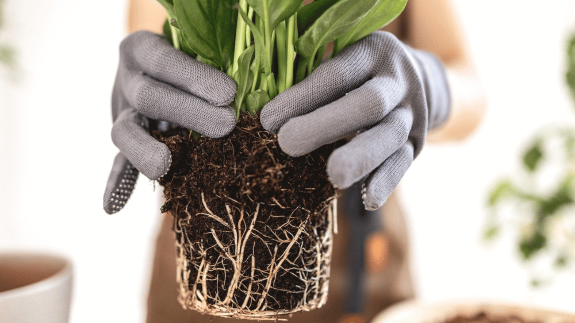 How to Prune Houseplant Roots Person Holding Plant.jpg