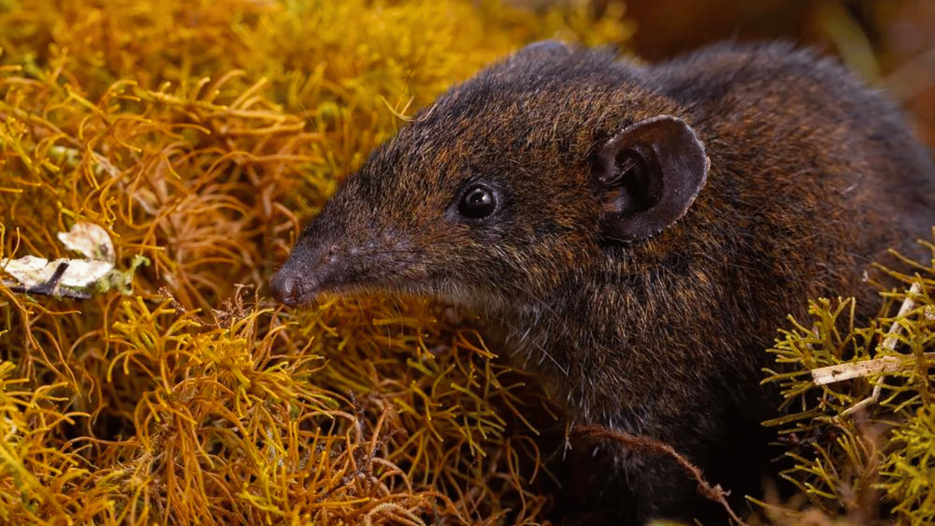 Hylomys dorsalis, one of the previous subspecies now elevated to new species, hails from the mountains of Northern Borneo. Quentin Martinez, www.quentinmartinez.fr, all rights reserved