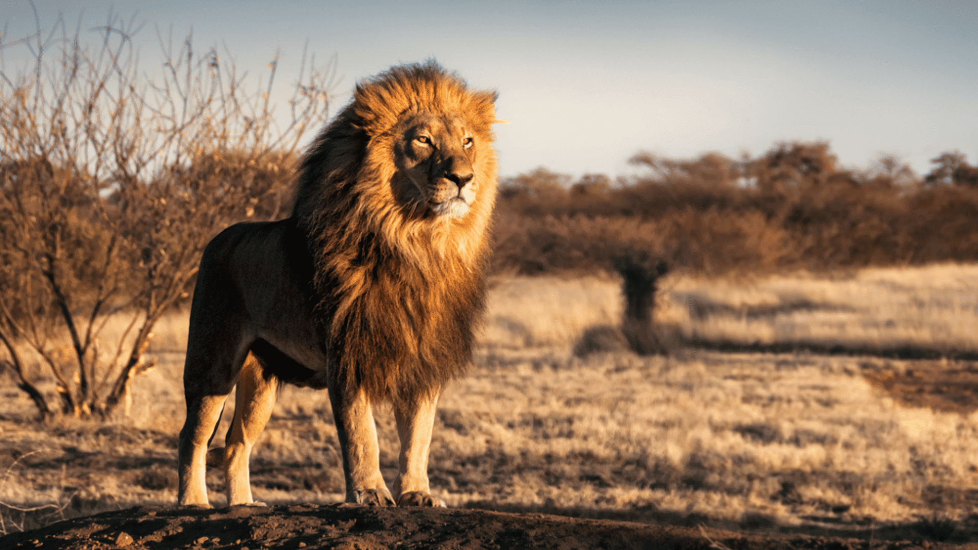 Lion Big Cats Capable of Recognizing Human Voices