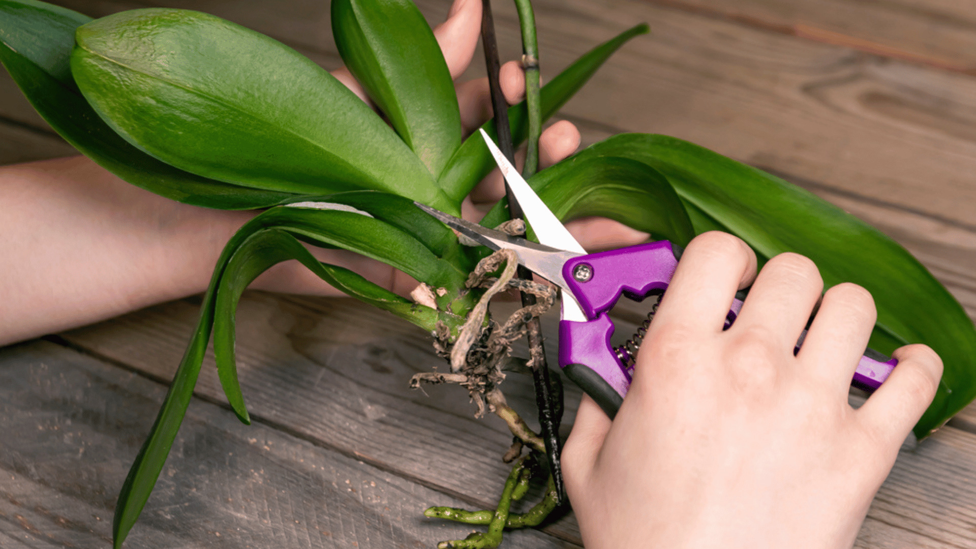 Person Cutting Roots of Orchid Pruning Houseplants