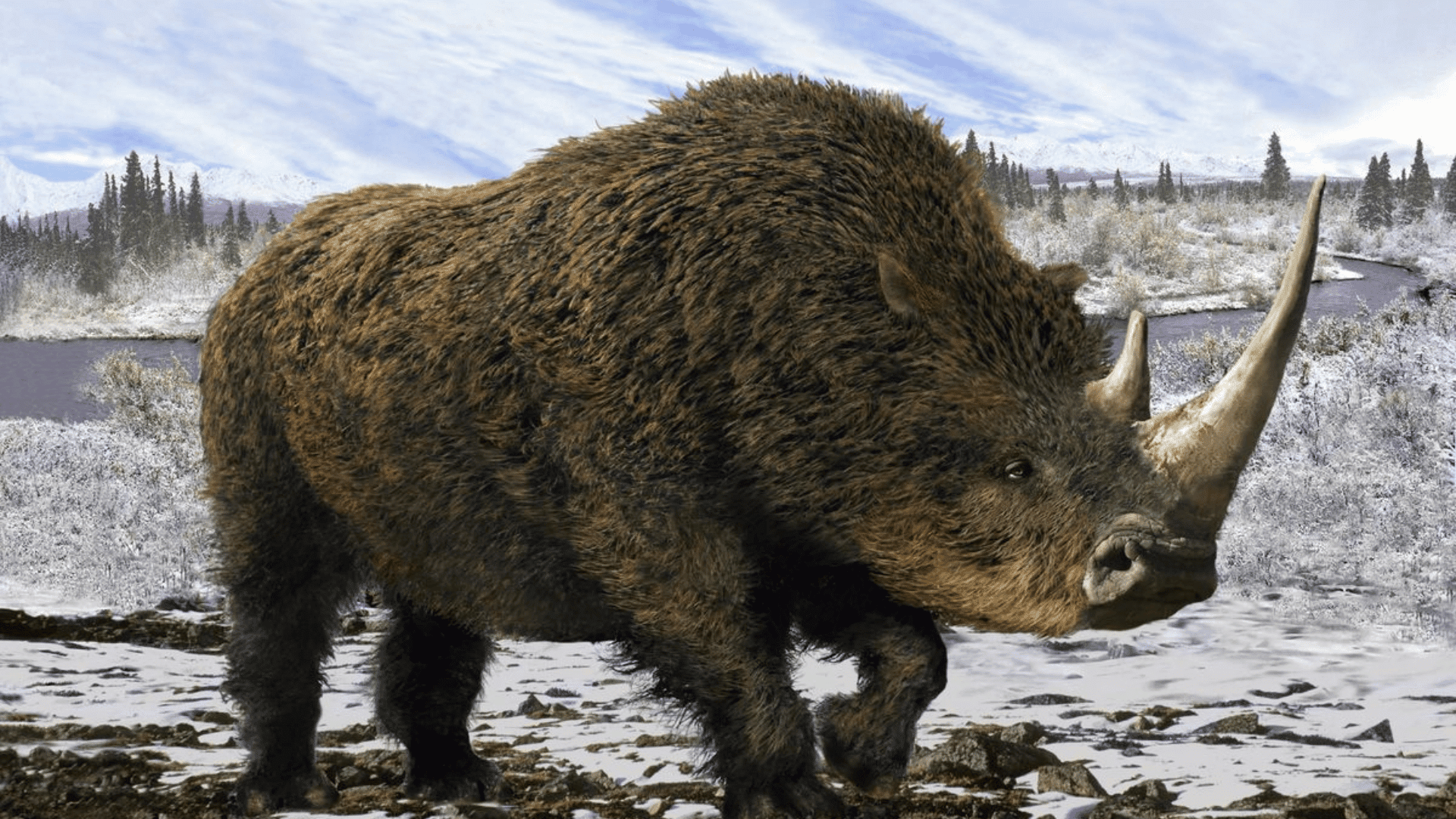 Scientists Reconstruct Woolly Rhino DNA aleks1949::Getty Images