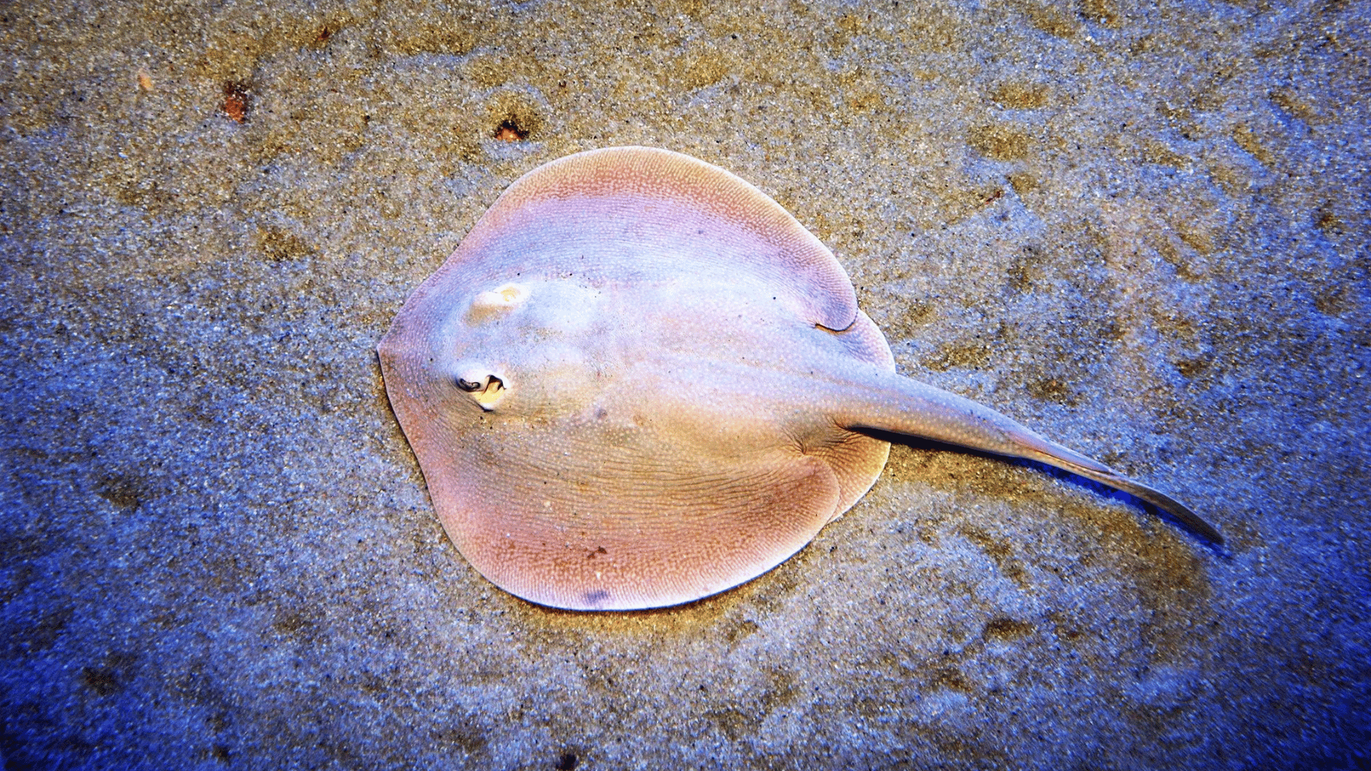 Stingray is Mysteriously Pregnant Despite Having Not Been Around Males in 8 Years Mark Conlin:Alamy