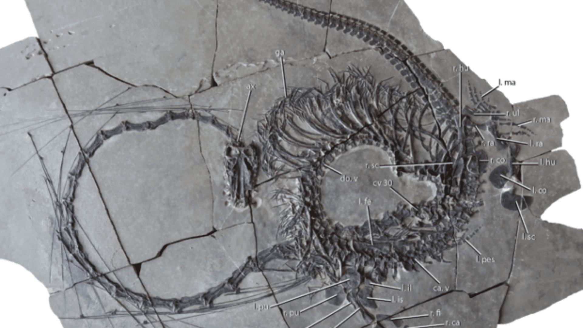 The 240-million-year-old fossil is 16 feet long and has 32 separate neck vertebrae – an extremely long neck. NATIONAL MUSEUMS OF SCOTLAND