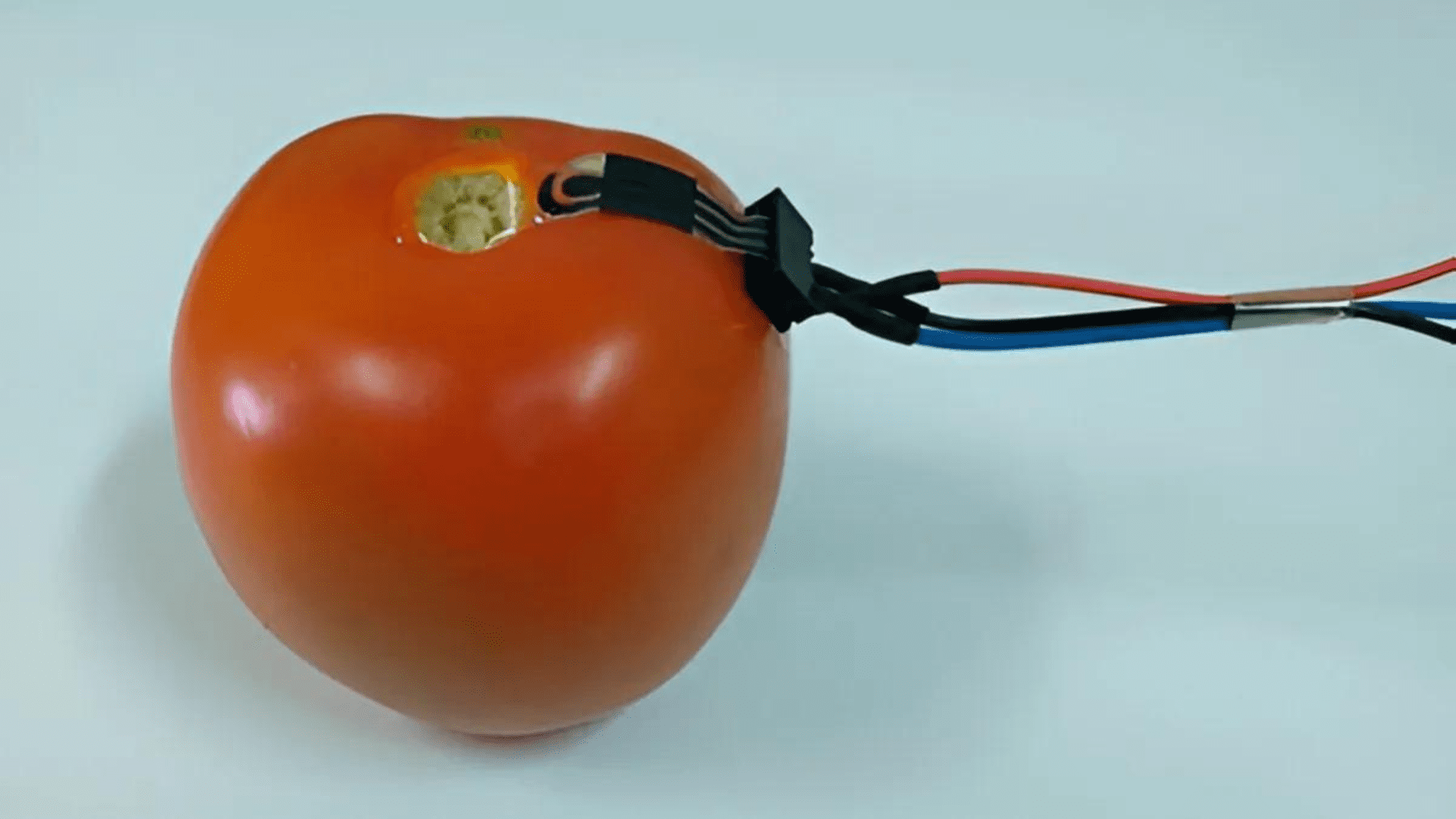 Plant wearable sensor