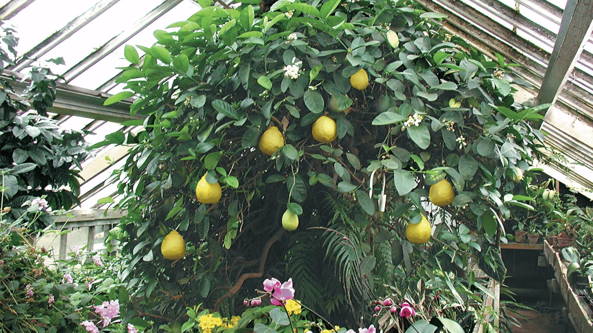 A Ponderosa lemon tree planted almost 125 years ago by the founder of Logee’s nursery, in Danielson, Conn., is pruned to fit into a Victorian-era greenhouse.Credit...Logee’s Greenhouses