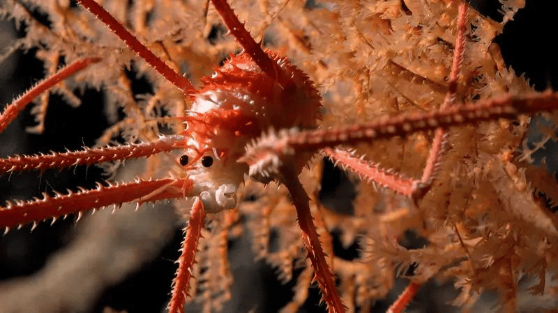 A squat lobster documented in coral CREDIT: ROV SuBastian:Schmidt Ocean Institute.