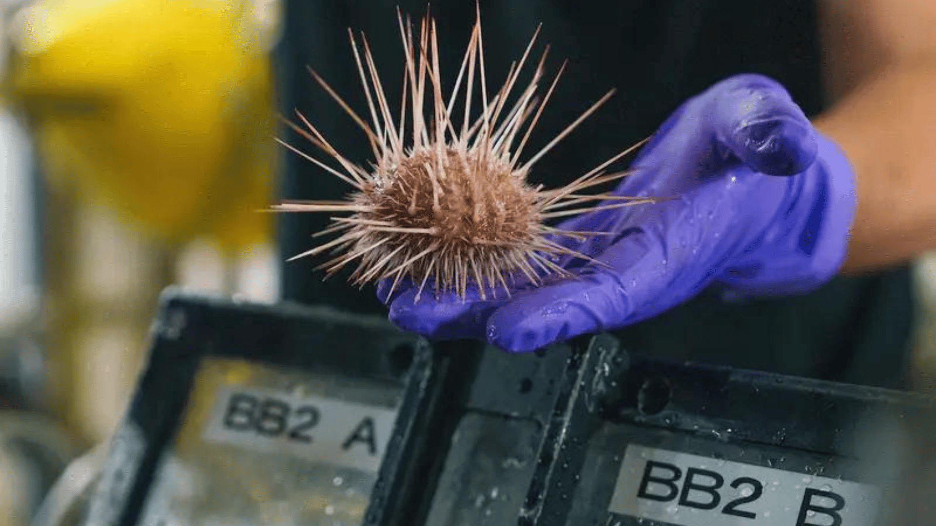 An urchin retrieved as a sample by ROV SuBastian is handled by a researcher CREDIT: Alex Ingle:Schmidt Ocean Institute