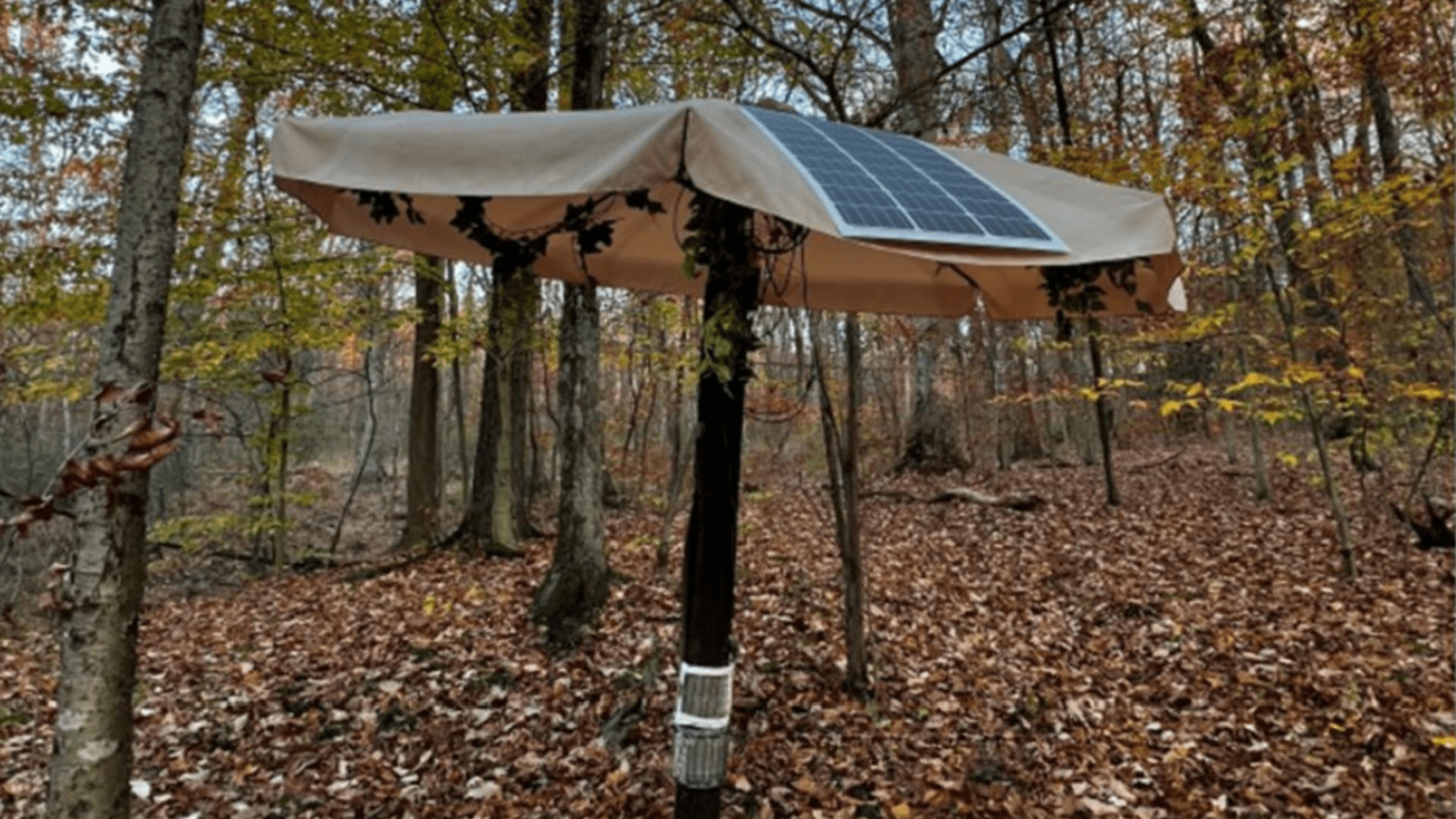 Teen Creates AI Solar-Powered Tree to Zap Spotted Lanternflies ...