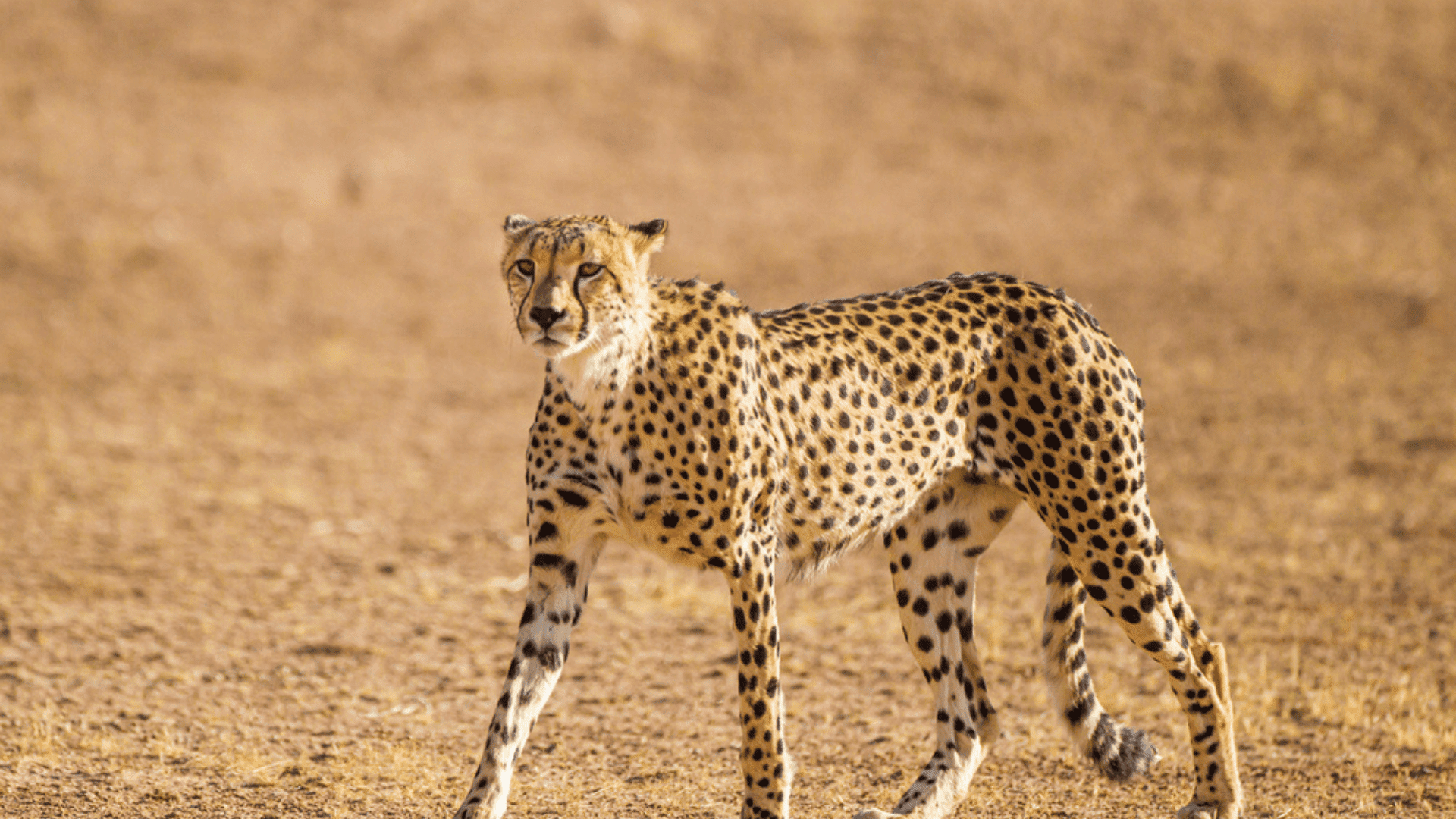 Cheetah running speed biology