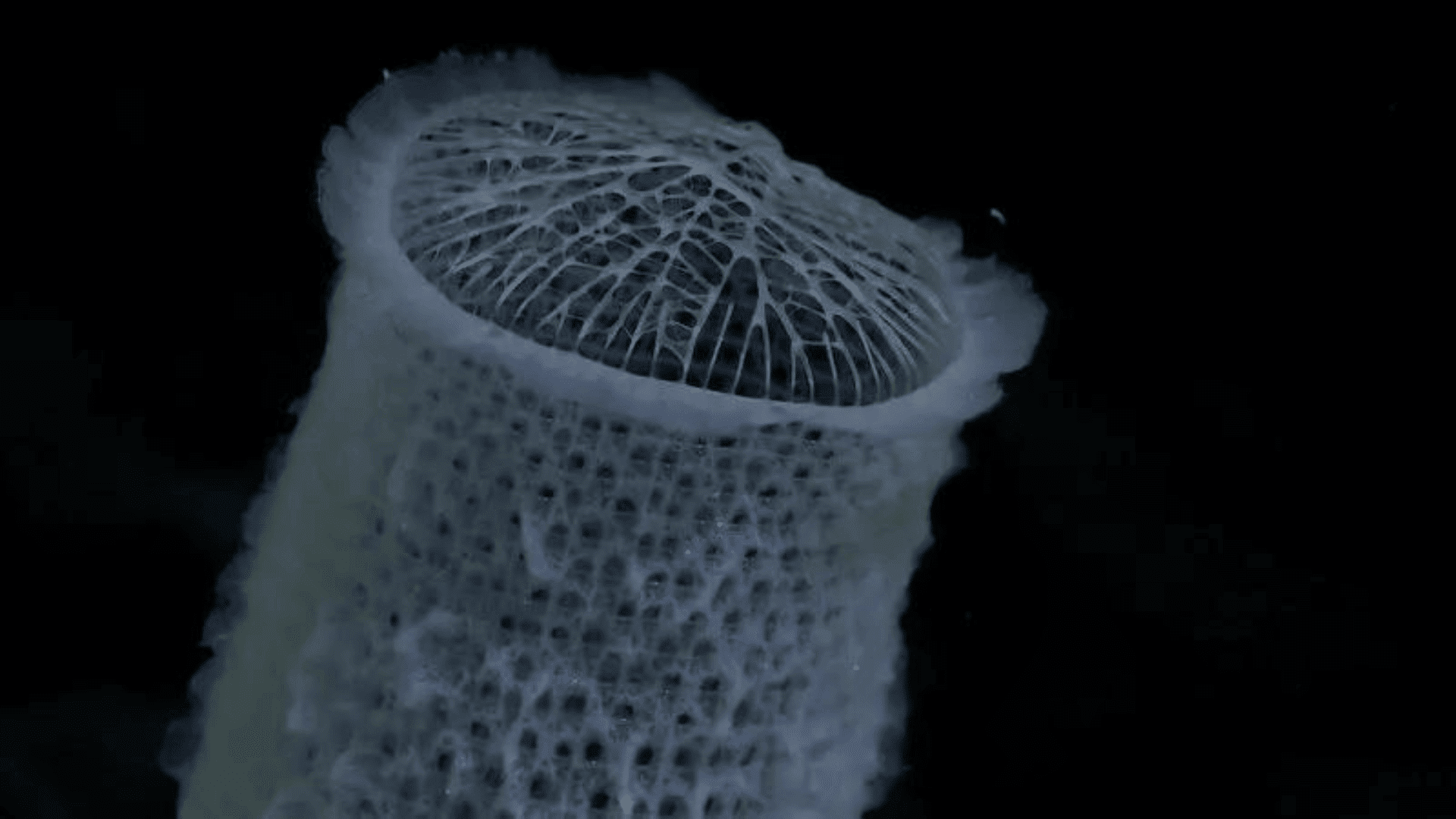 Detail of a sea sponge CREDIT: ROV SuBastian:Schmidt Ocean Institute.