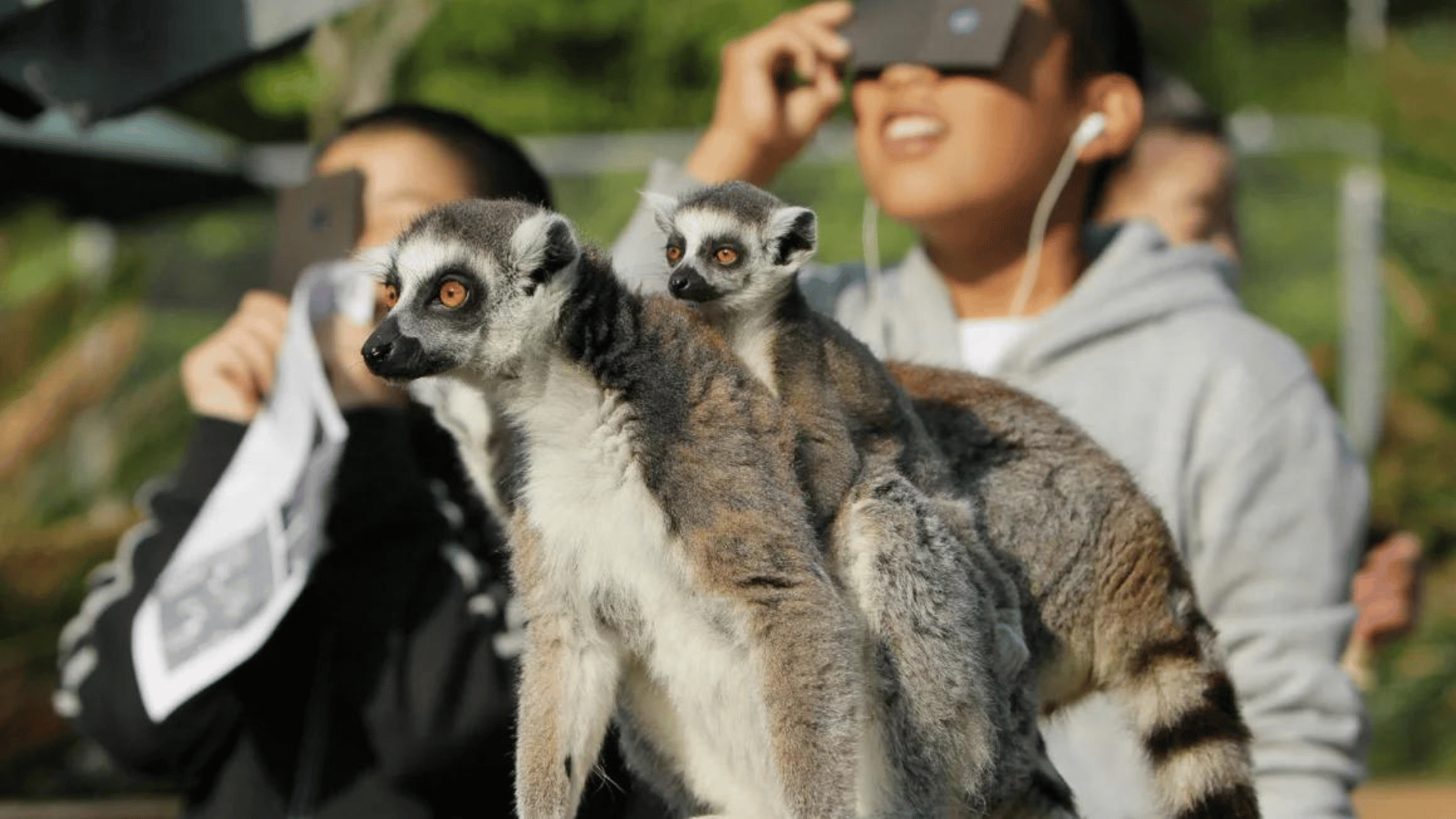 During a solar eclipse in May 2012, ring-tailed lemurs at the Japan Monkey Center in Inuyama skipped breakfast and clambered among trees and poles. CNN
