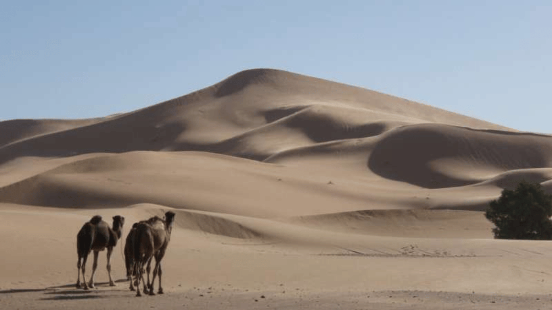 Lala Lallia Star Dune in Erg Chebbi, Morocco. Credit: Prof. C Bristow