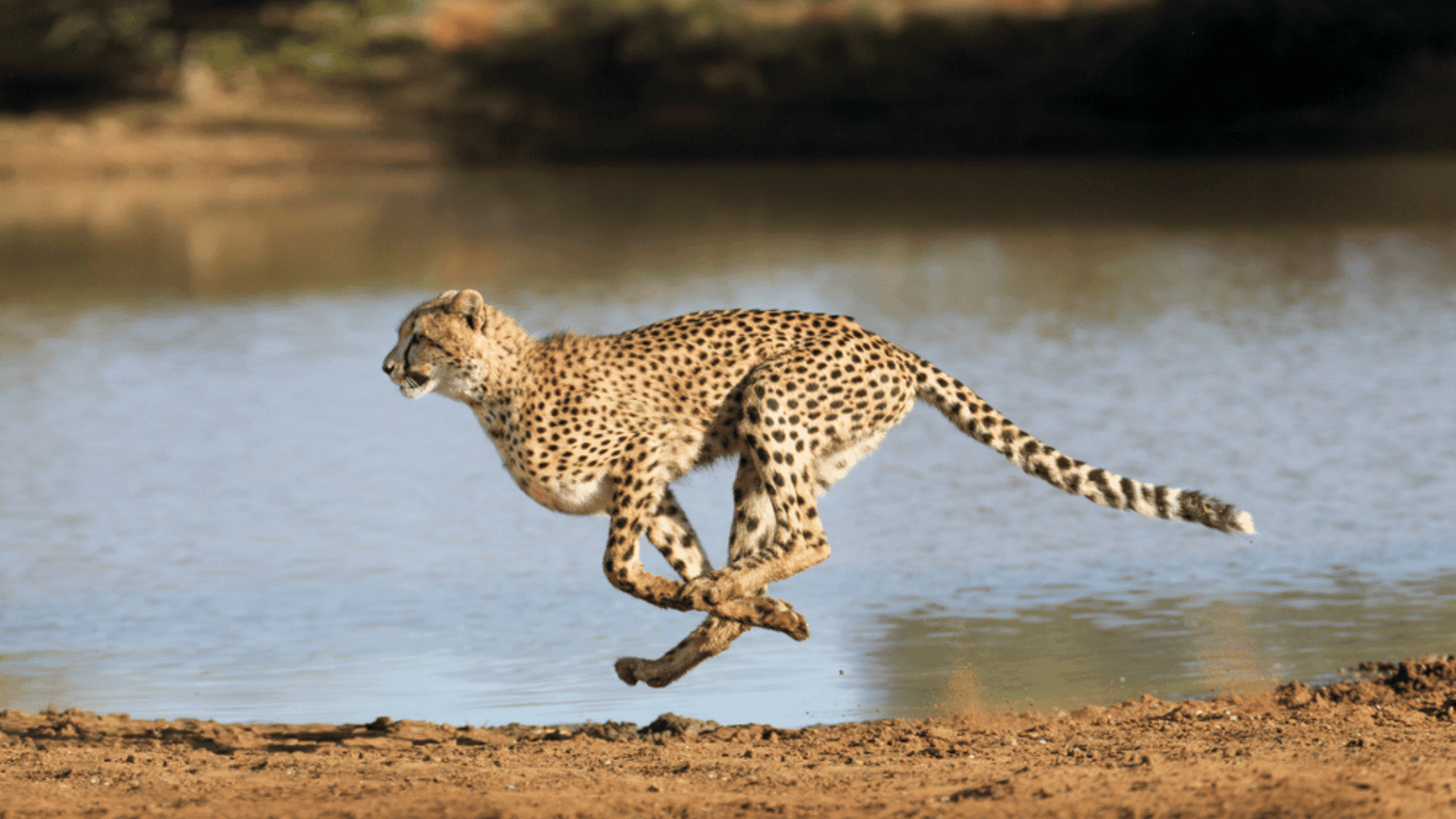 Scientists discover the secret behind cheetahs unparalleled running speed