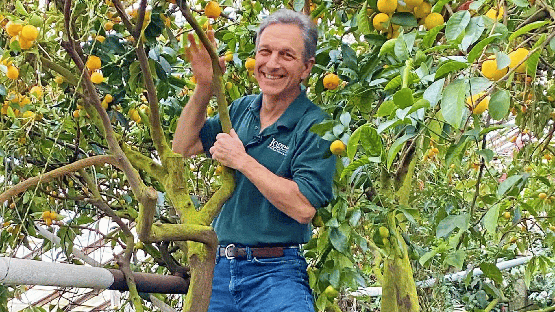 The century-old kumquat tree at Logee’s nursery is described as “sort of a matriarch” by the founder’s grandson, Byron Martin.Credit...Logee’s Greenhouses