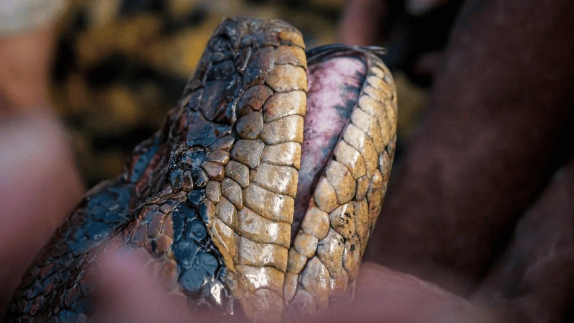 The discovery was made while filming for a National Geographic series. Professor Bryan Fry:The University of Queensland