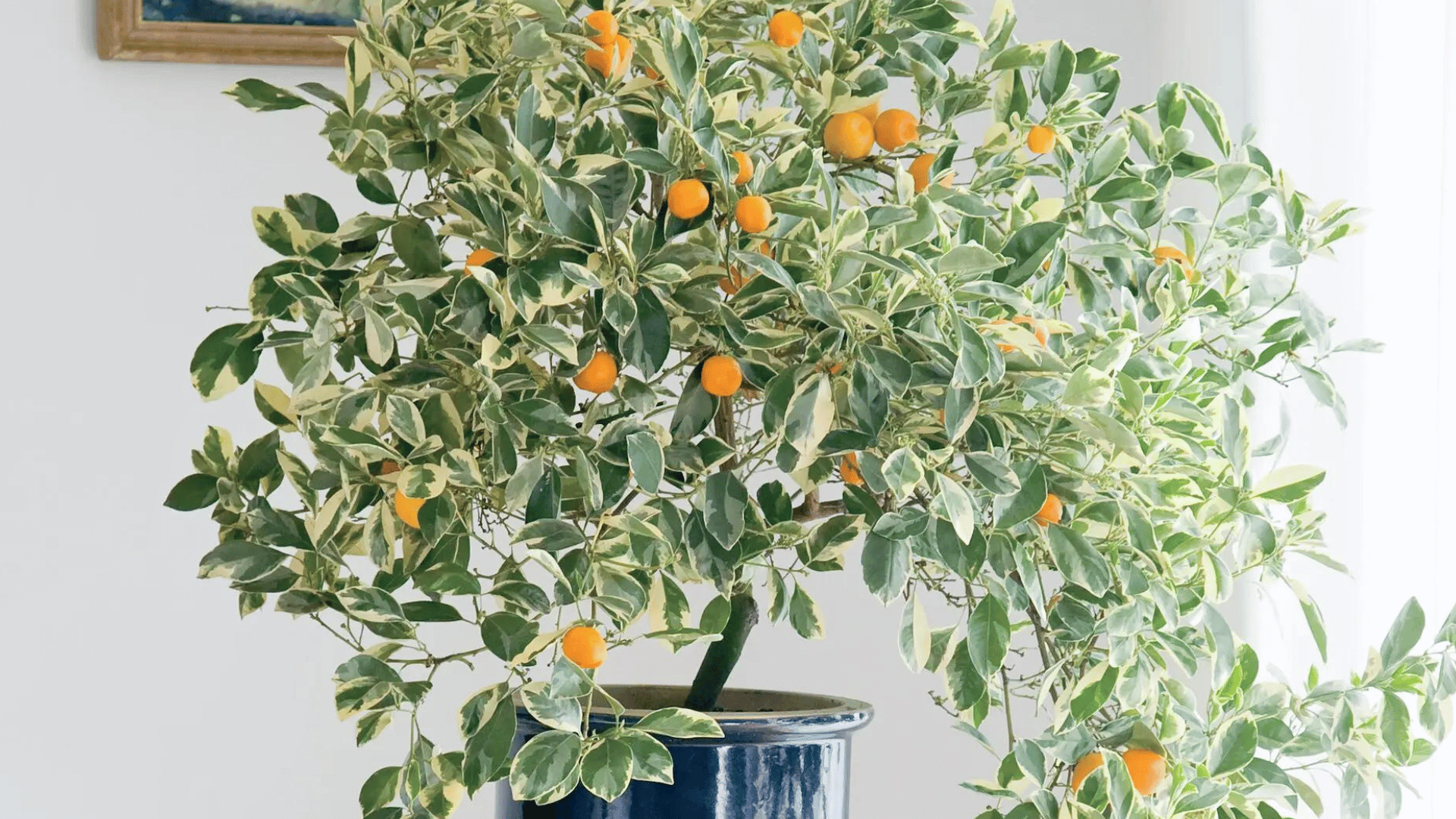 The variegated Calamondin orange tree bears tiny sour fruits that can be substituted for lemons or limes in drinks, baking and marmalade .Adam Mastoon