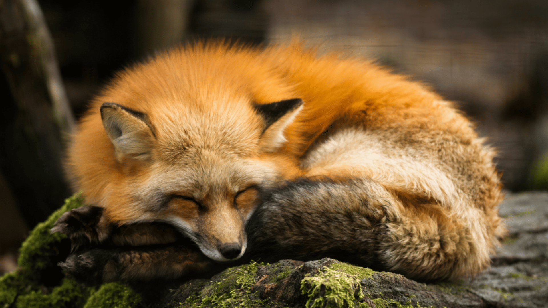 Fox Sleeping Ancient Hunters Kept Foxes as Pets
