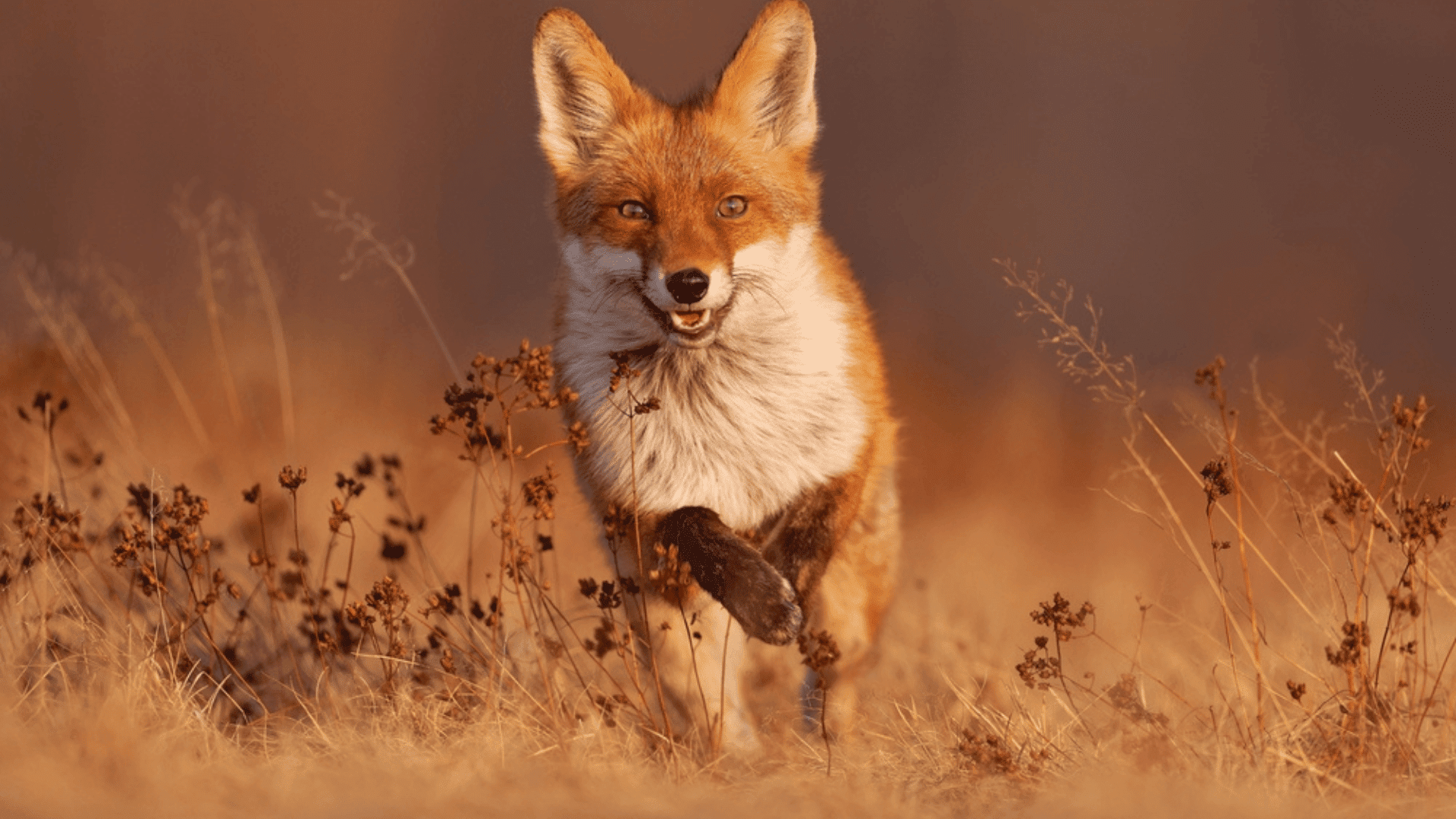 Foxes May Have Been Pets Before Dogs