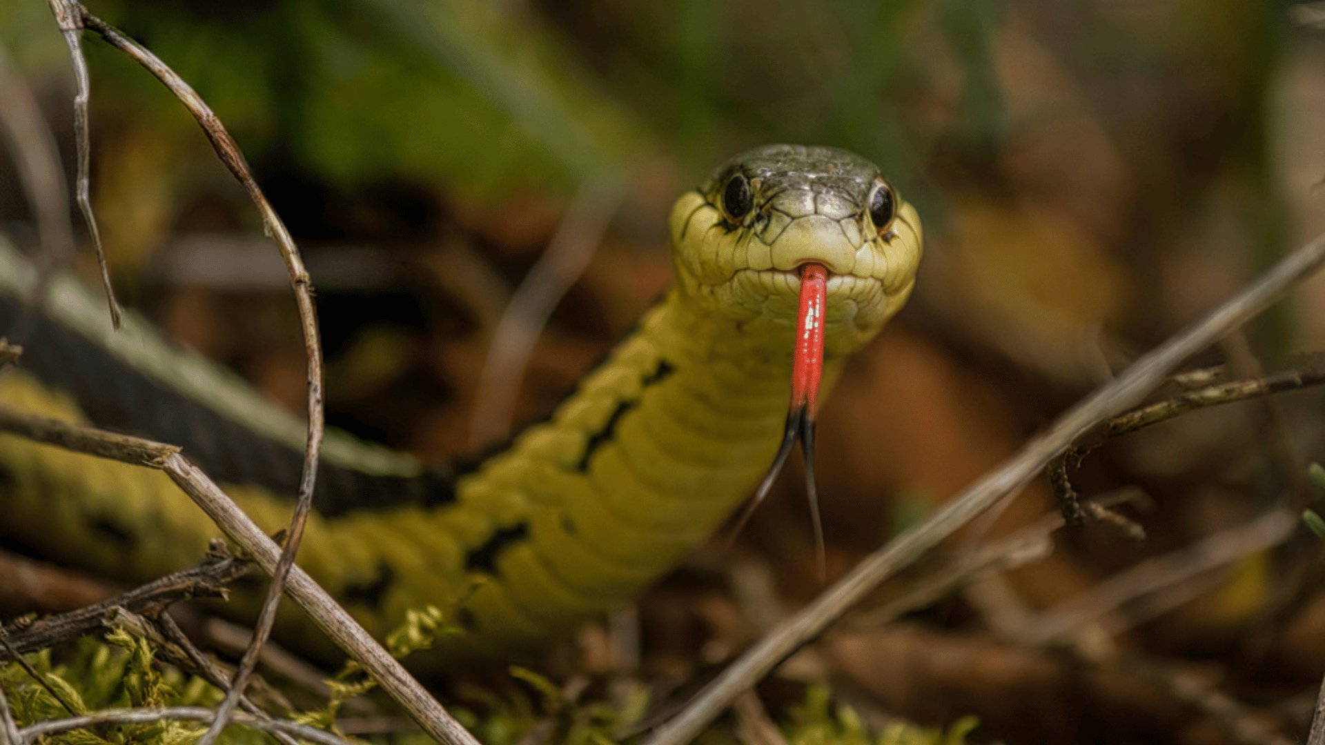 Garter Snake Flicks Tongue at Smells Self-Recognition