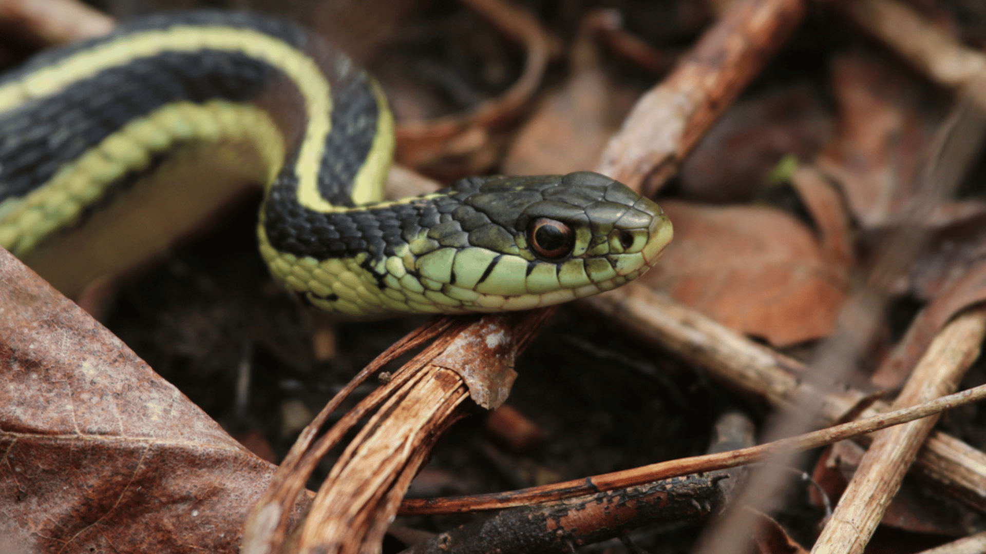 Garter Snake Show Signs of Self-Recognition