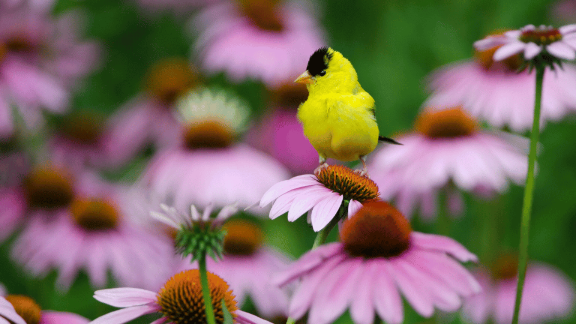 Purple Coneflowers flowers that attract birds