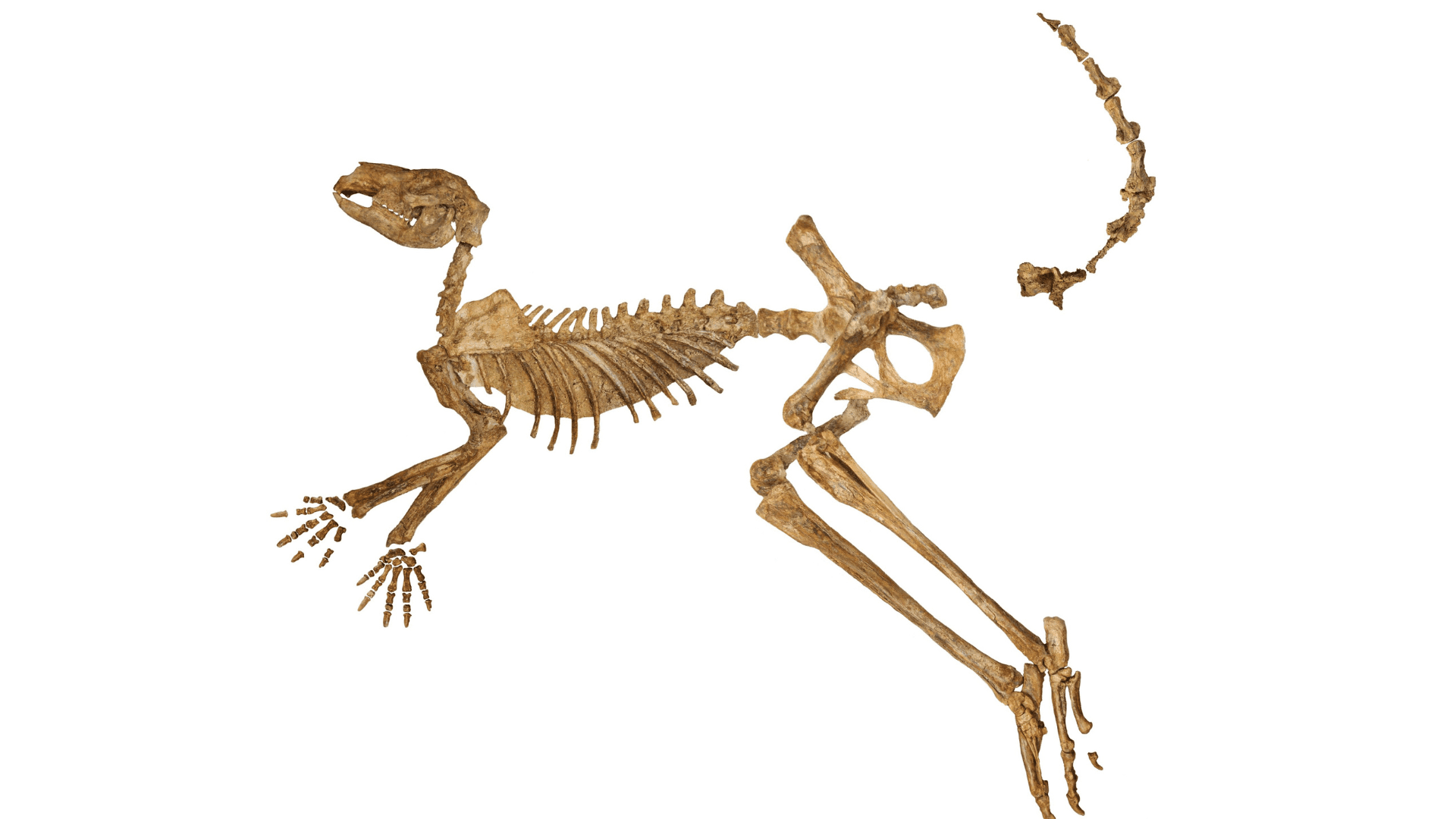 Kangaroo fossils 