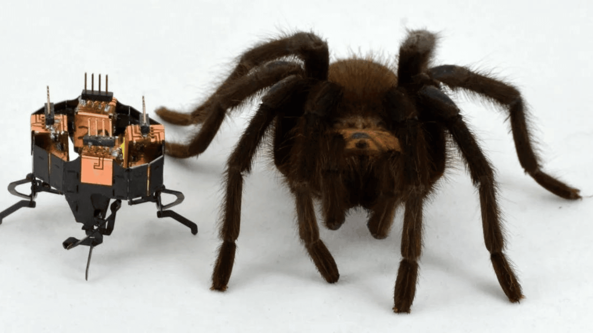 A robot called mCLARI designed by engineers at CU Boulder poses next to a spider. (Credit: Heiko Kabutz)