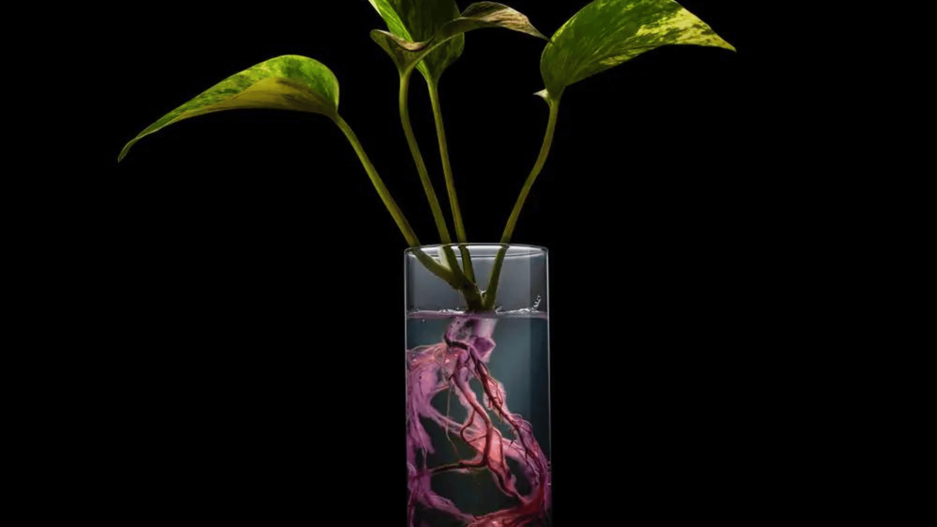 Billions of pollution-eating bacteria thrive around the roots of Neo Px, the first houseplant bioengineered to reduce indoor air pollution. Neoplants