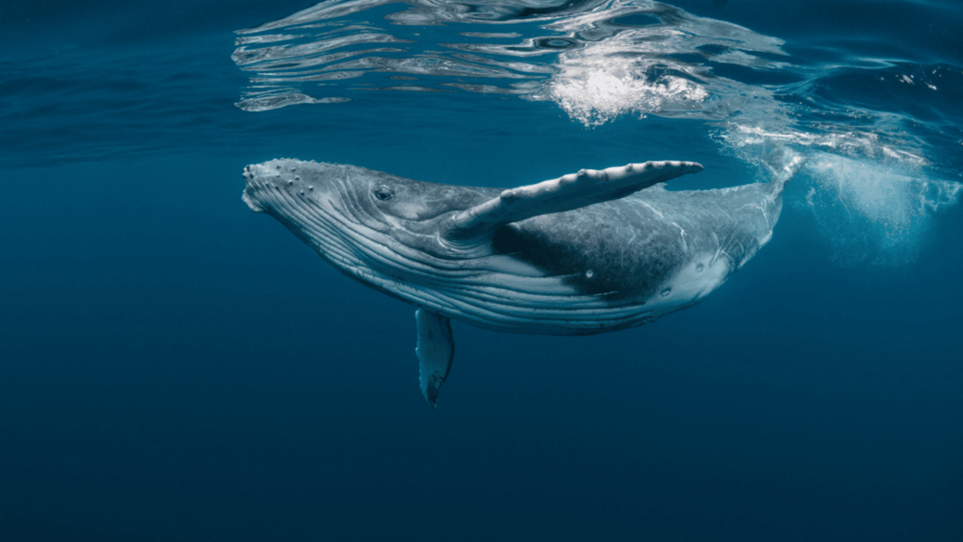 Blue Whale Songs Indicate a Population Resurgence in the Antarctic