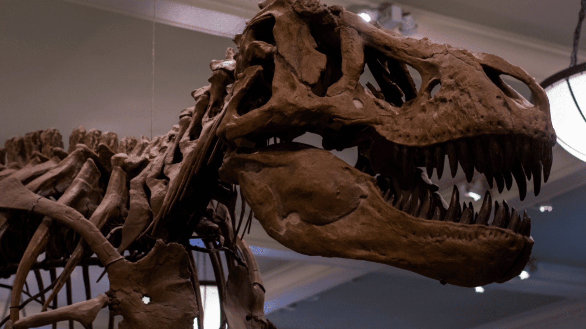 New Research Suggests T.Rex was as smart as a crocodile
