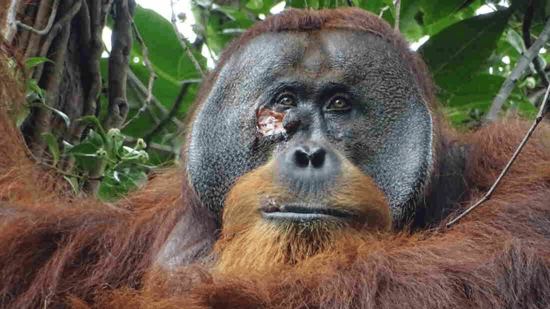 Researchers in a rainforest in Indonesia spotted an injury on the face of a male orangutan they named Rakus Armas:Suaq Project