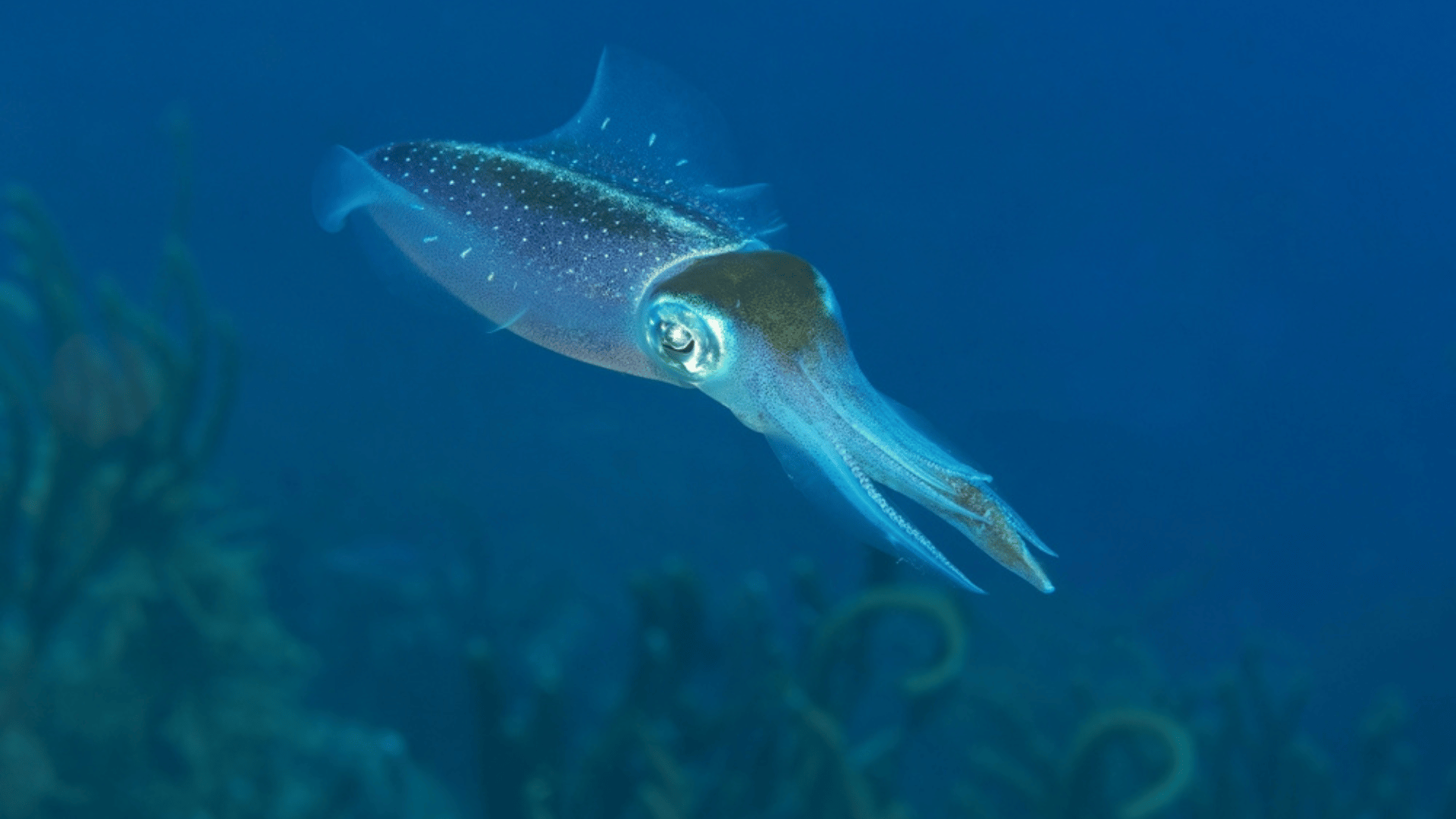 Chromophores Squid Skin Used in Sunscreen