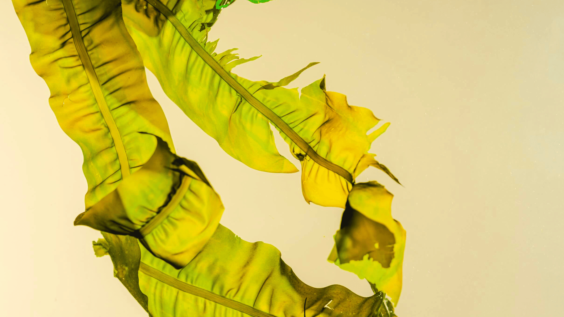 KEEL Labs Kelsun fibre is made from a seaweed bipolymer; Photo: KEEL Labs KEEL Labs Kelsun fibre is made from a seaweed bipolymer; Photo: KEEL Labs