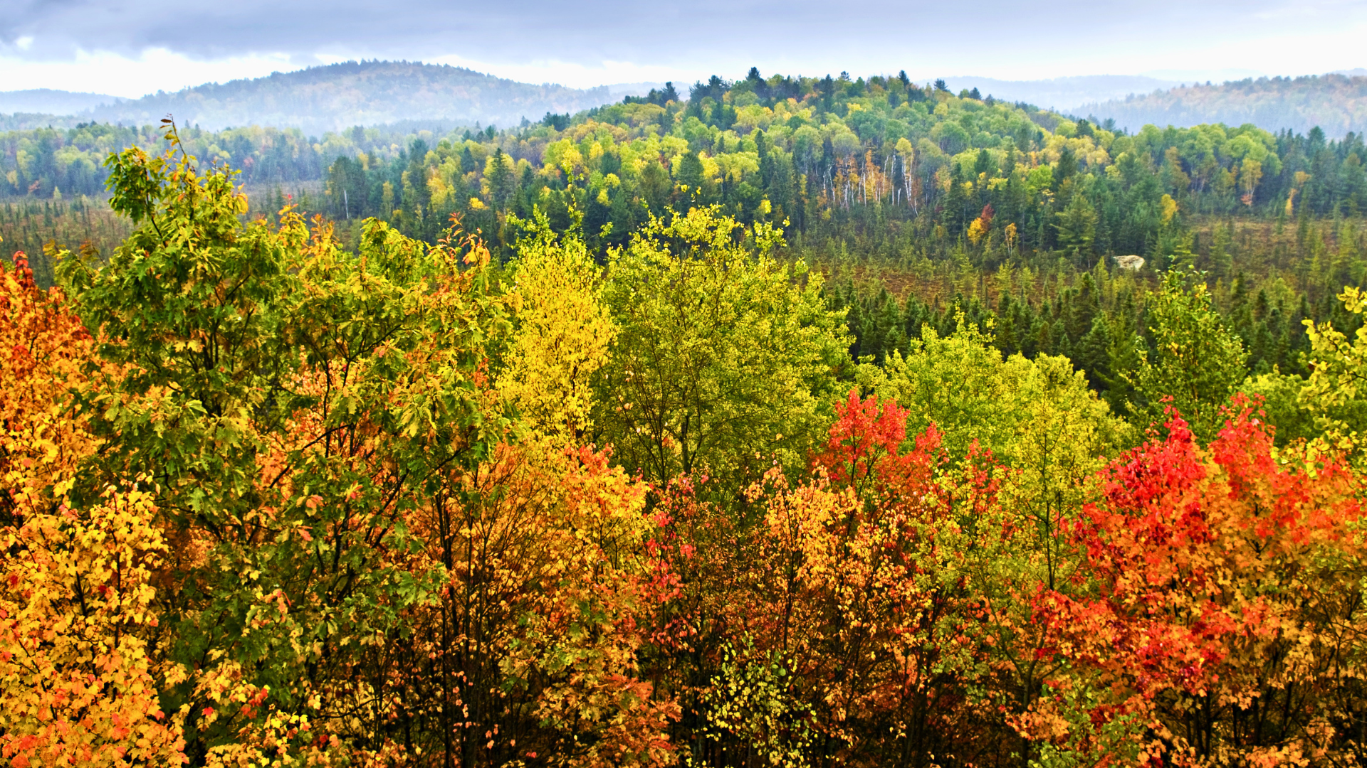fall leaves autumn trees mountains
