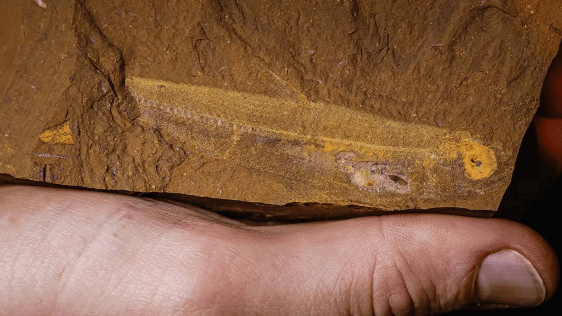 15 million year old fish has shown researchers a lot about its ecology, just from its last meal. Image credit: © Salty Dingo - Australian Museum 15 million year old fish has shown researchers a lot about its ecology, just from its last meal. Image credit: © Salty Dingo - Australian Museum