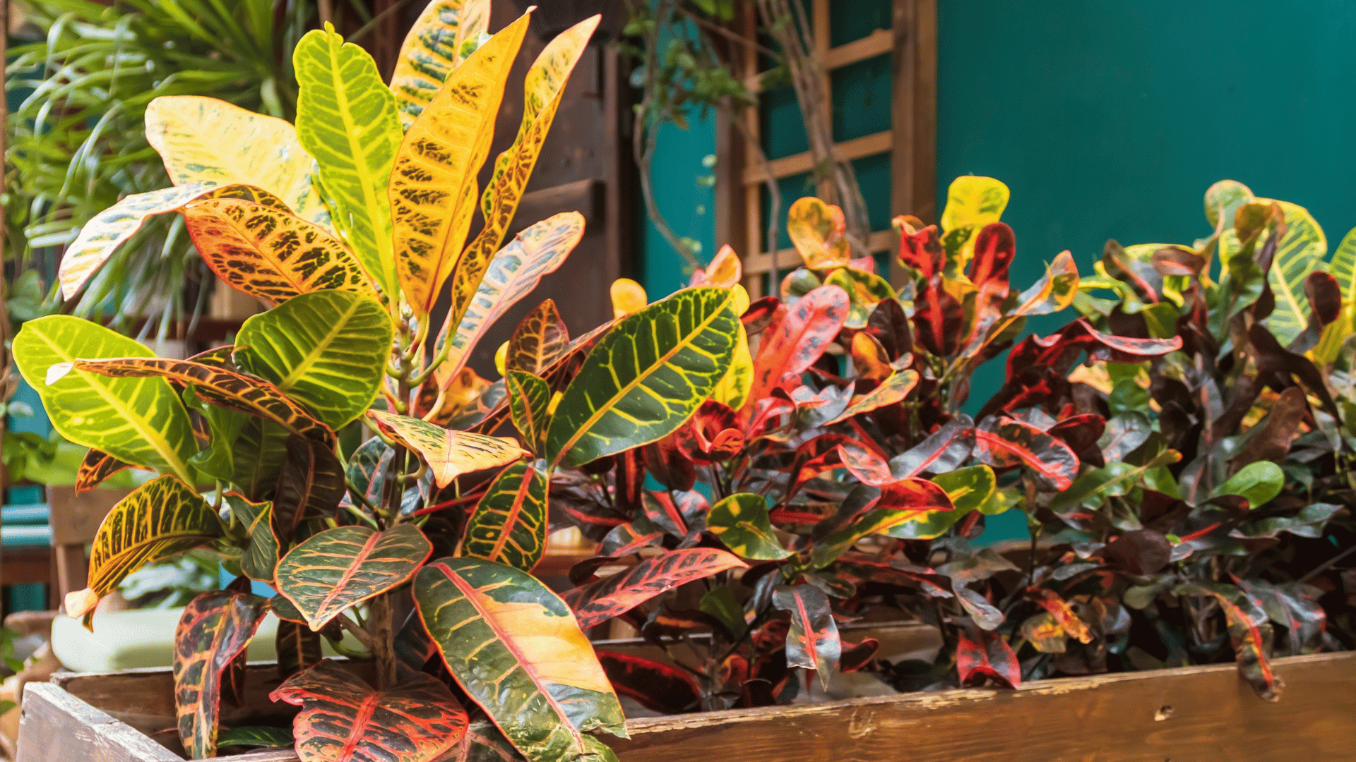 Croton; Photo: Olga Donchuk:Shutterstock Croton; Photo: Olga Donchuk:Shutterstock