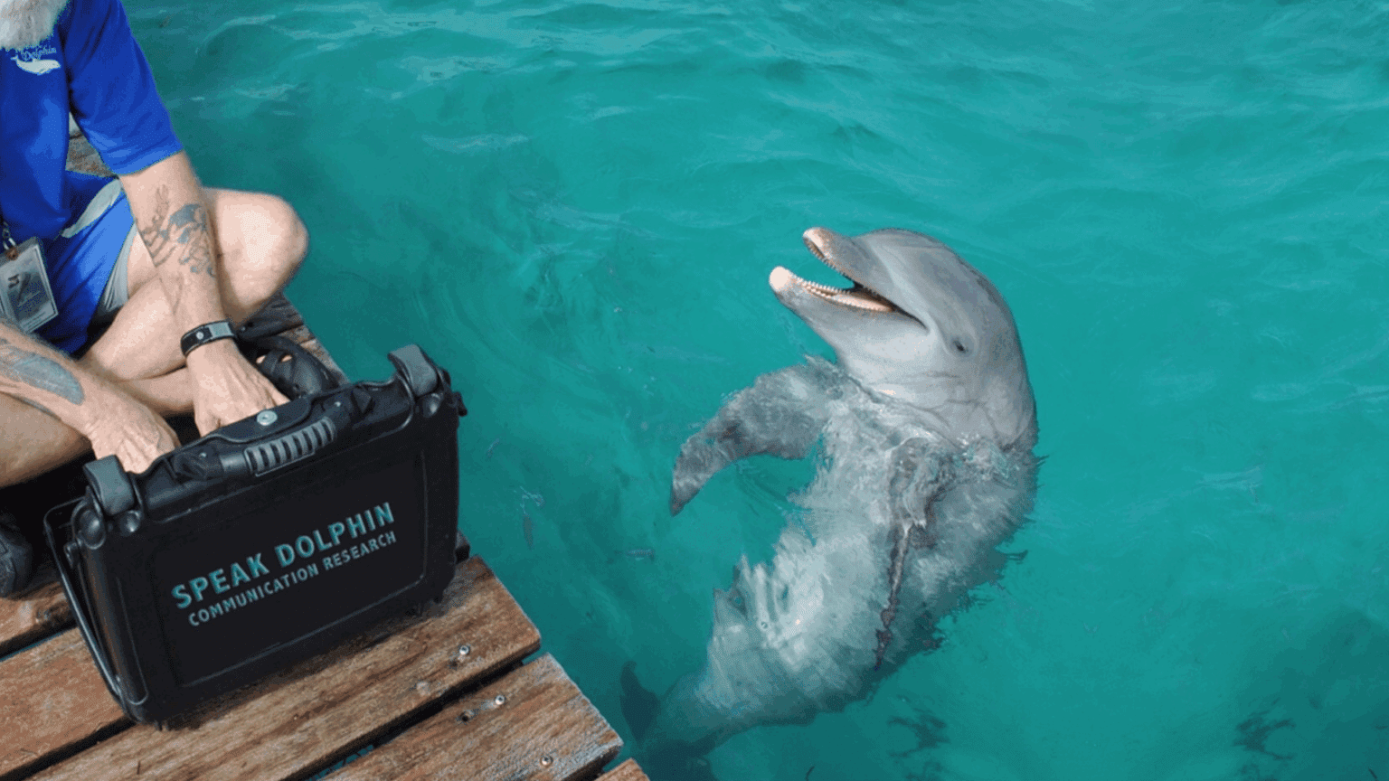 Dolphin Mimics Four Vowels From Human Language - Tomorrow's World Todayยฎ