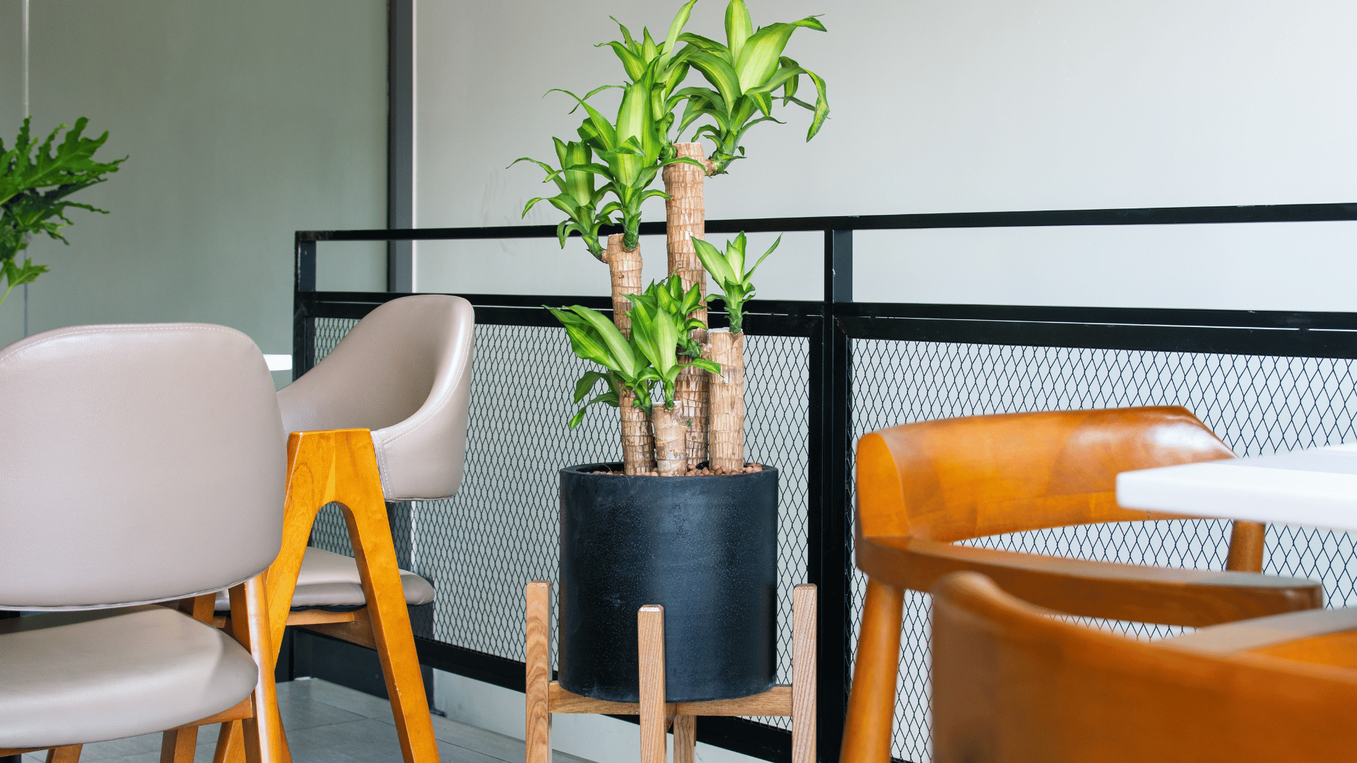 Dracaena; Photo: Mid Photographer:Shutterstock Dracaena; Photo: Mid Photographer:Shutterstock