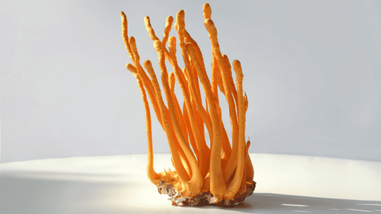 Fungus representative image; Photo: Jangqq:Shutterstock