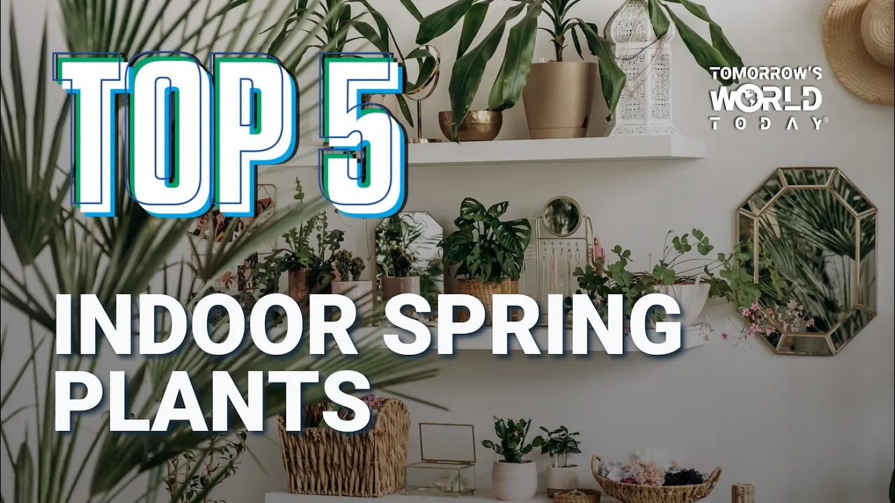 Indoor Spring Plants