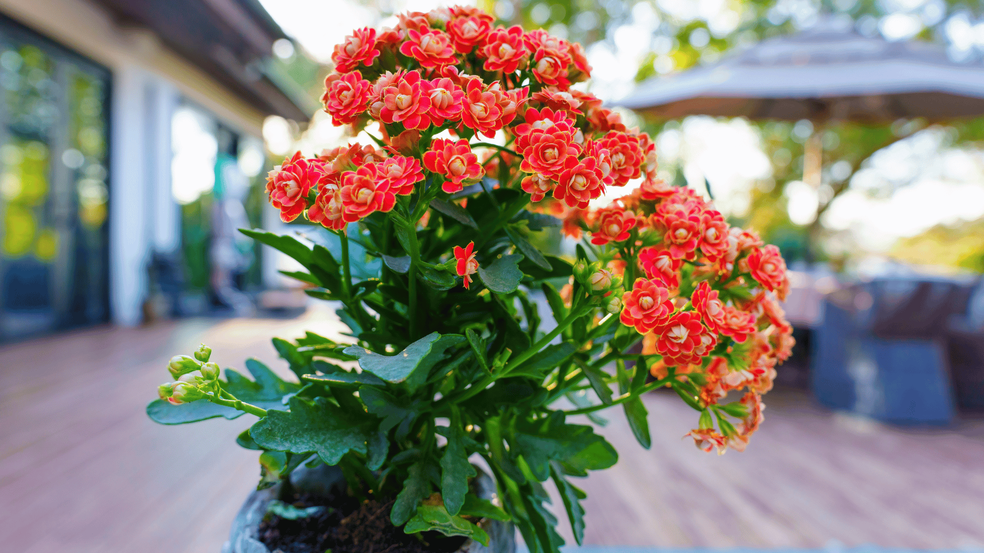 Kalanchoe; Photo: Chizhevskaya Ekaterina:Shutterstock