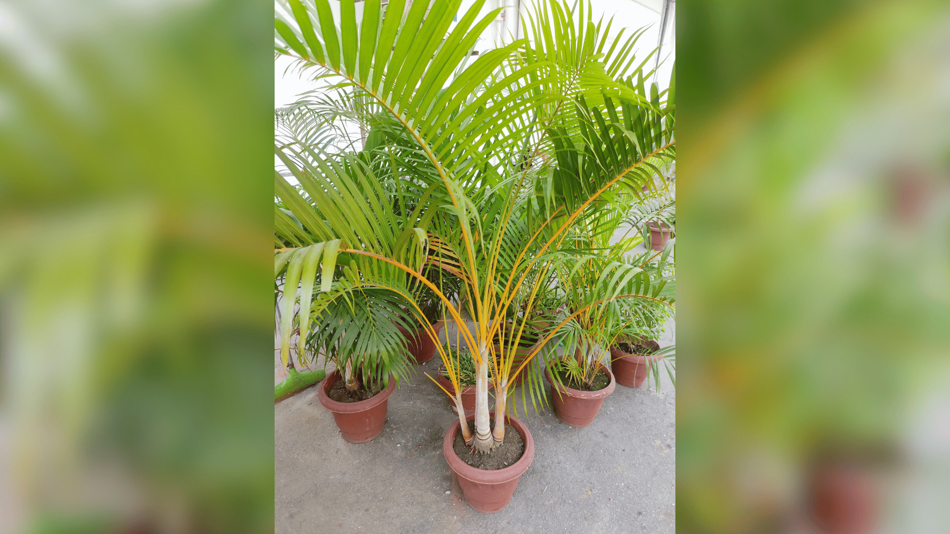 Majesty Palm; Photo: GYAN PRATIM RAICHOUDHURY:Shutterstock Majesty Palm; Photo: GYAN PRATIM RAICHOUDHURY:Shutterstock