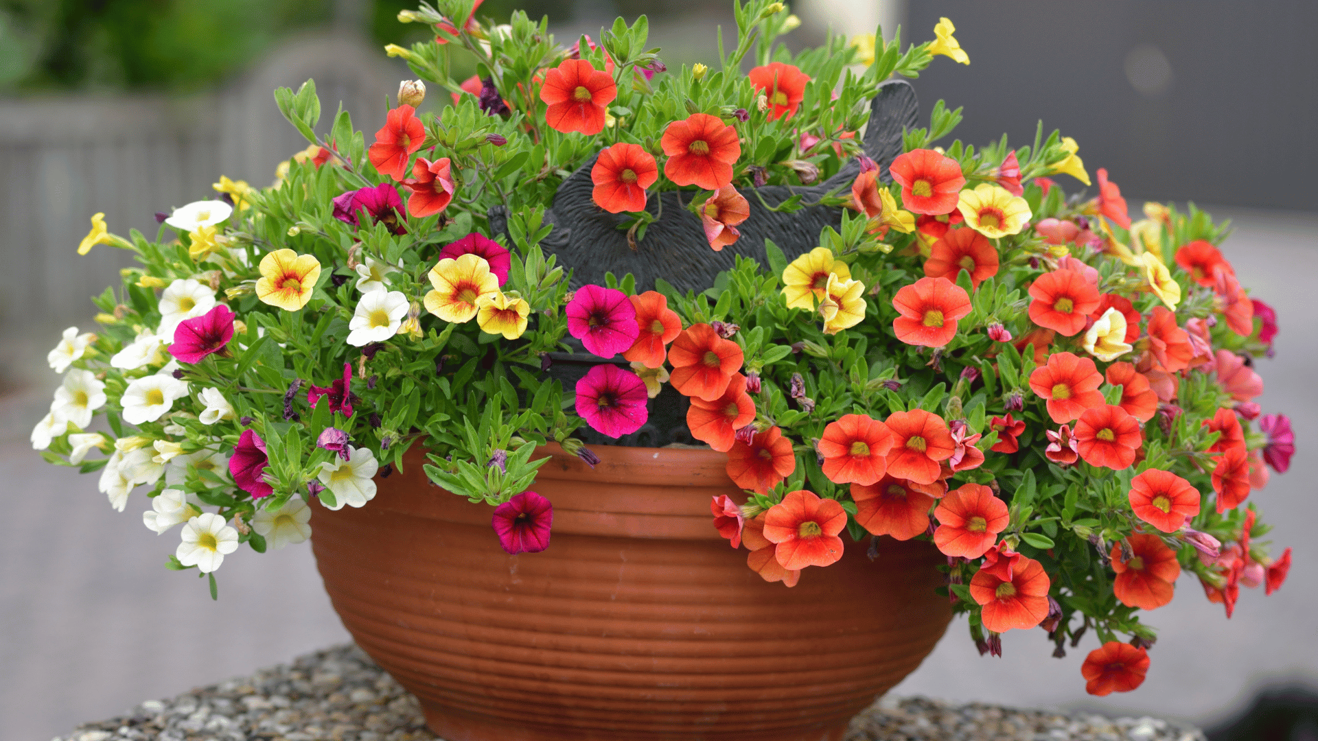 Million Bells; Photo: Walter Erhardt:Shutterstock Million Bells; Photo: Walter Erhardt:Shutterstock