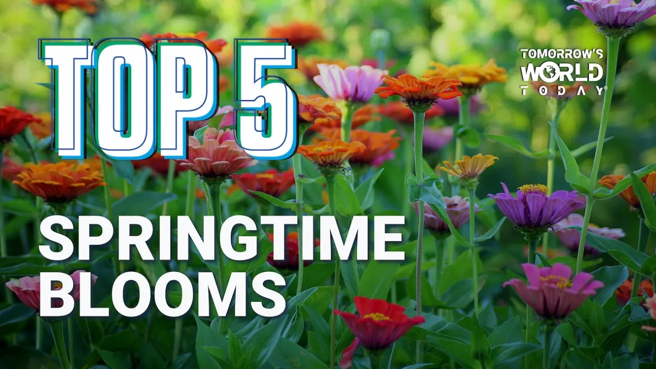 TOP 5 Outdoor Plants That Bloom in Spring
