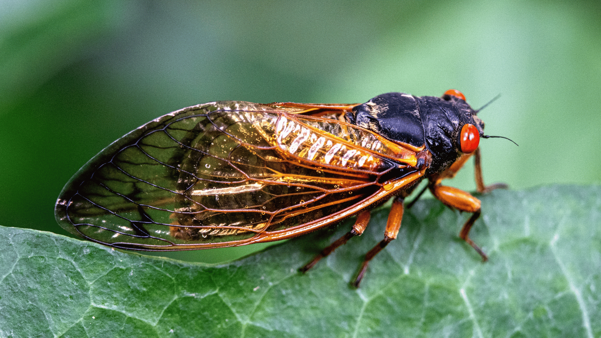 Cicadas; Photo: Nathan Moore Photography:Shutterstock