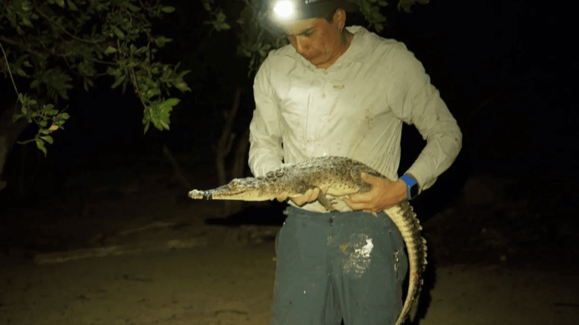 Crocodiles in the Caribbean are more diverse than previously thought. (Image credit: McGill University)