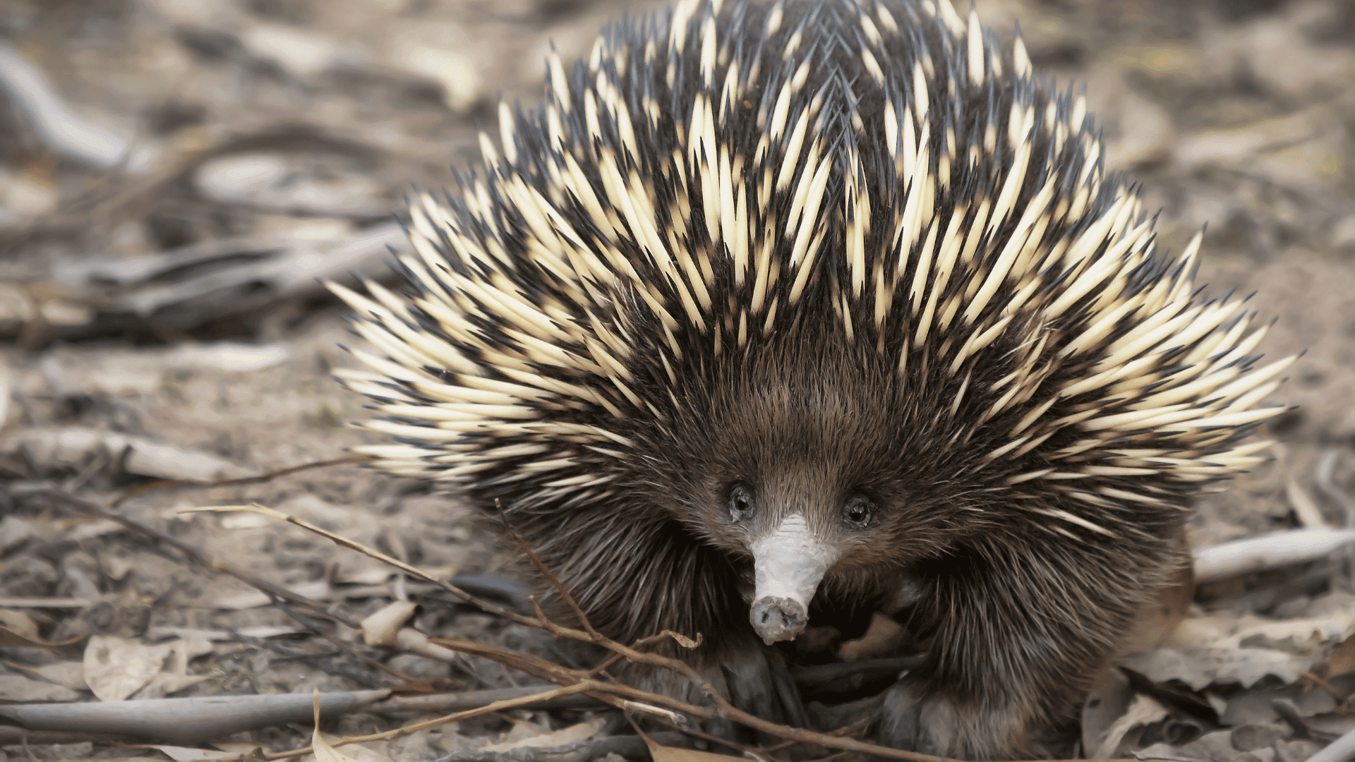 Echidnas may have evolved from a water-dwelling ancestor in an unusual evolutionary event; Photo: Kristian Bell:Shutterstock