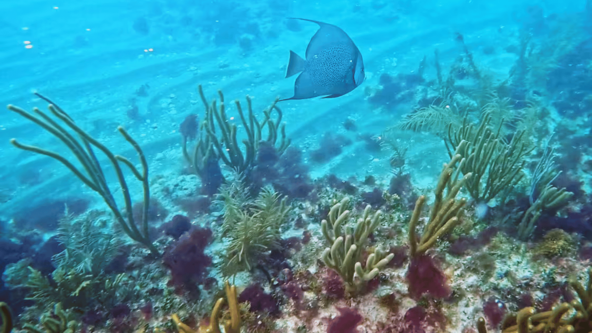 Fish swimming near coral reef in Miami; Photo: NBC News