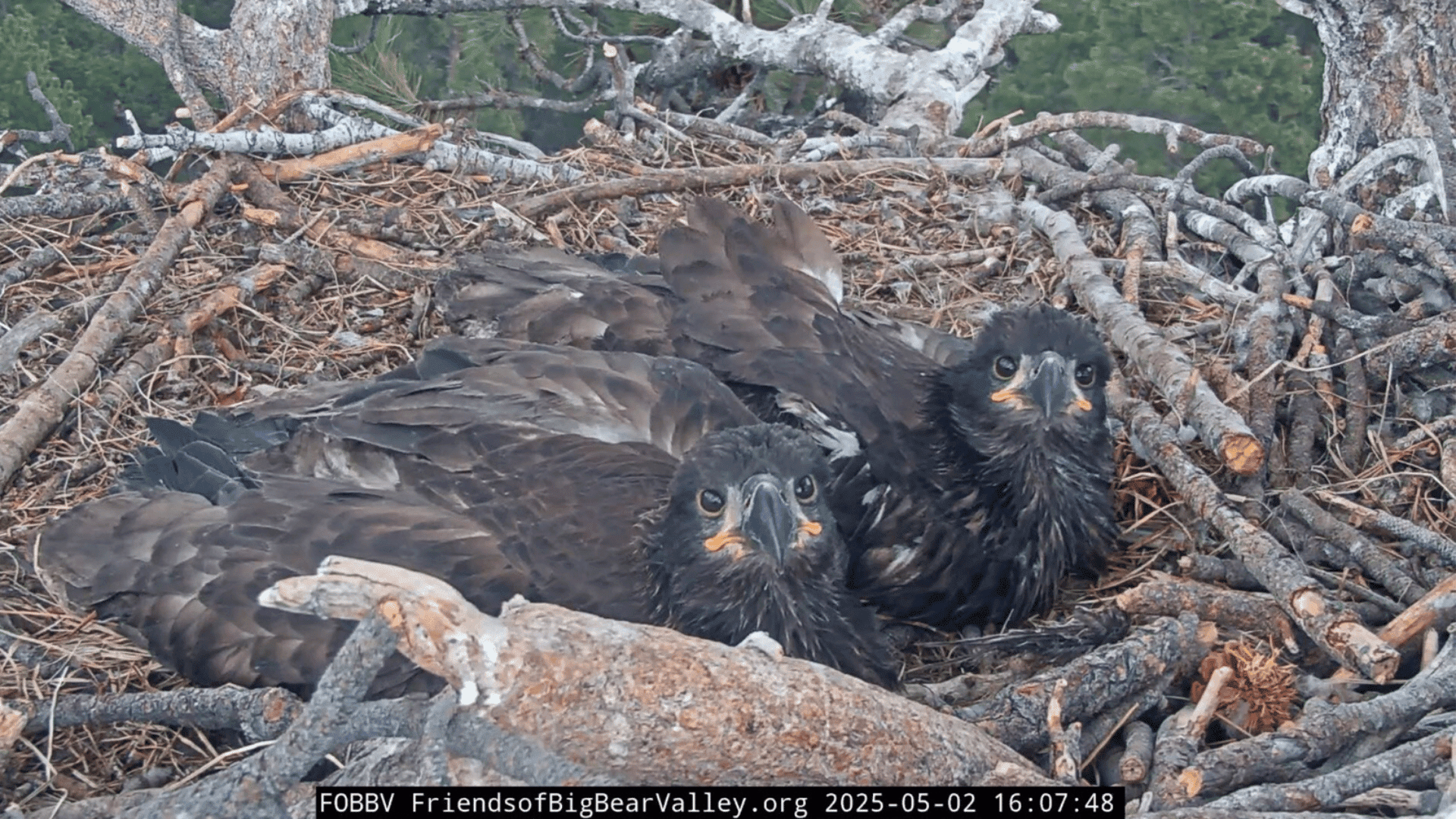 Jackie and Shadow's eaglets: Sunny and Gizmo; Photo: Friends of Big Bear Valley