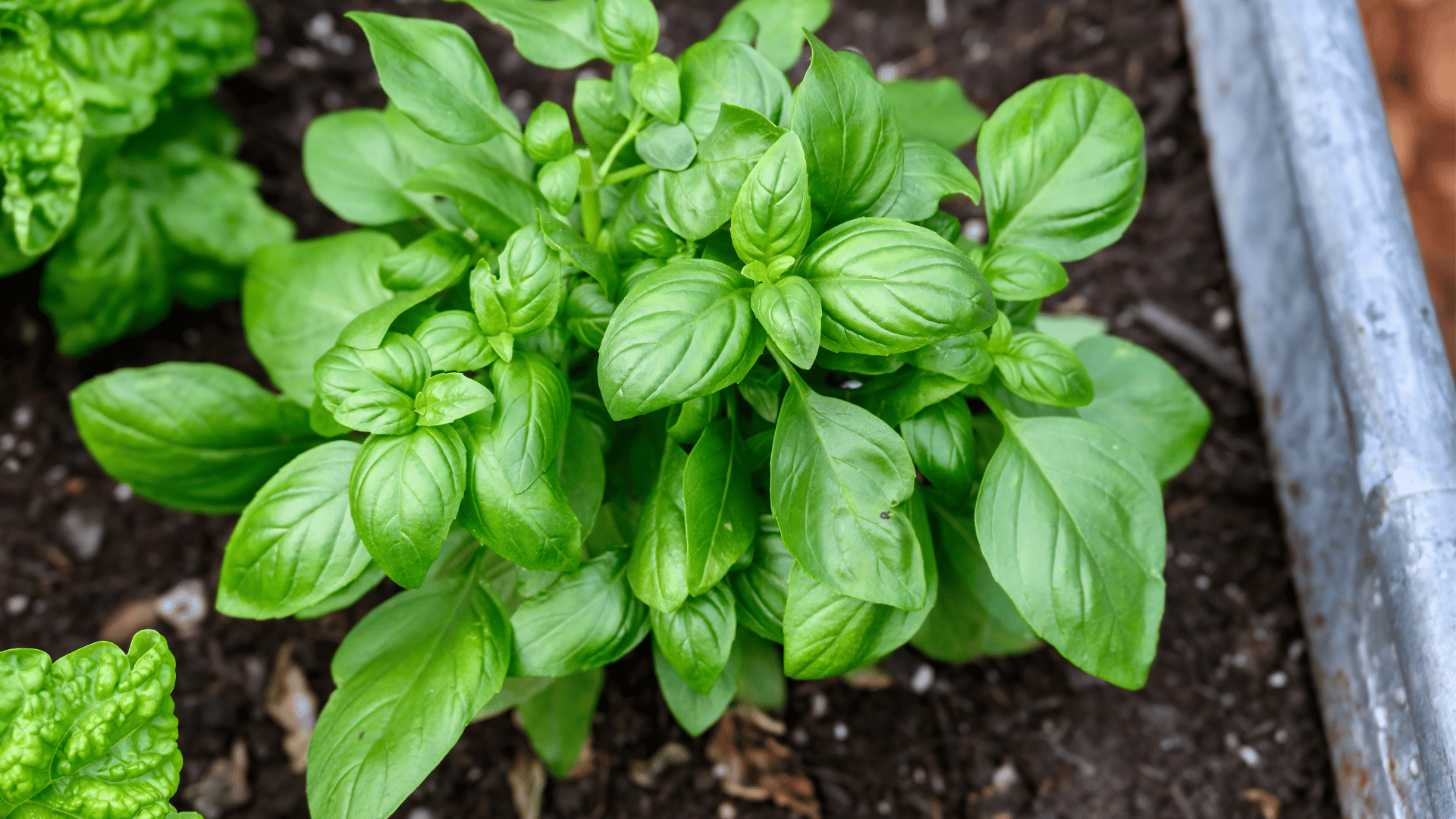 Basil Basil